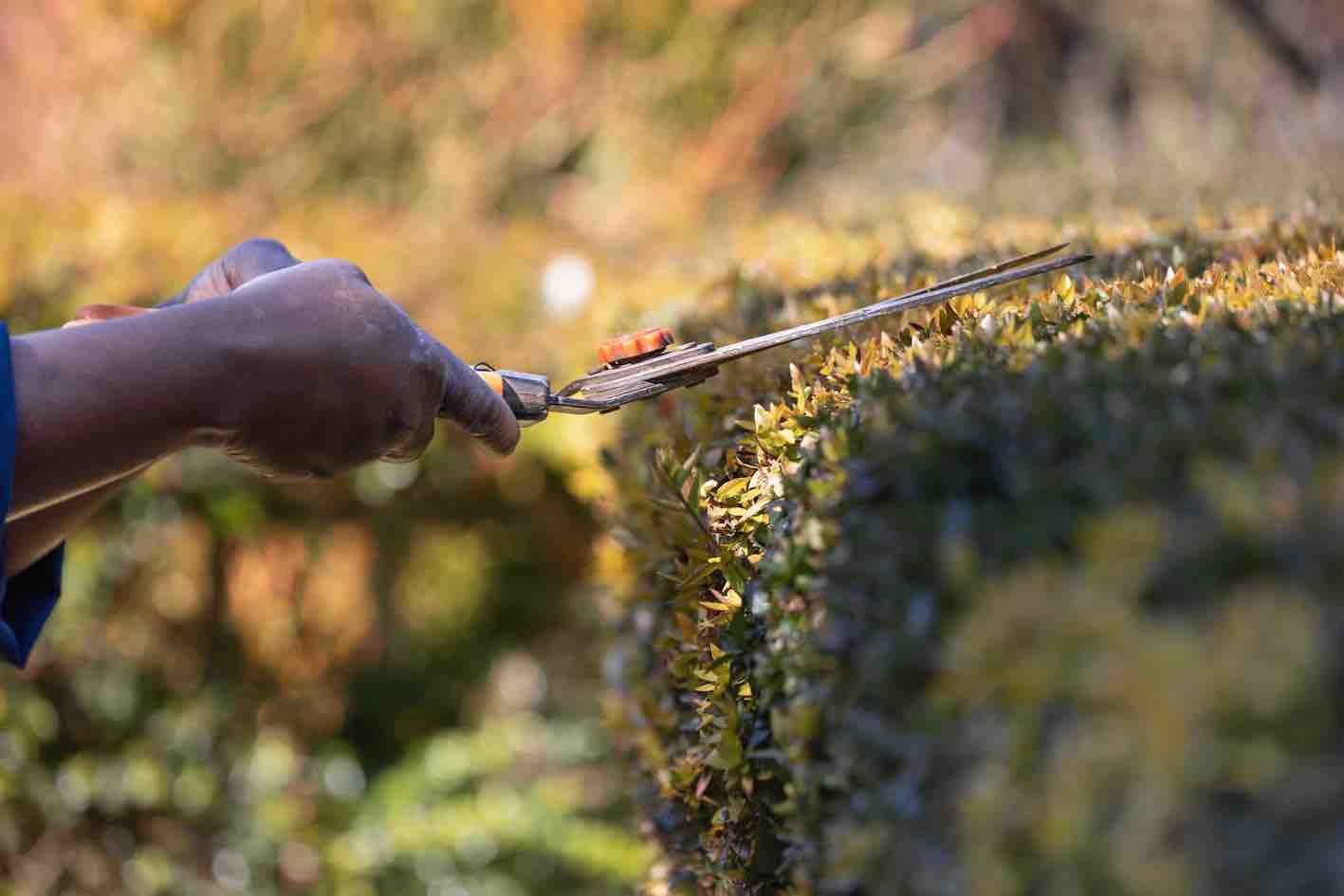Garten- & Außenanlagenbetreuung Bild